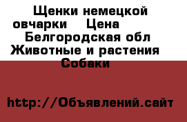 Щенки немецкой овчарки  › Цена ­ 3 000 - Белгородская обл. Животные и растения » Собаки   
